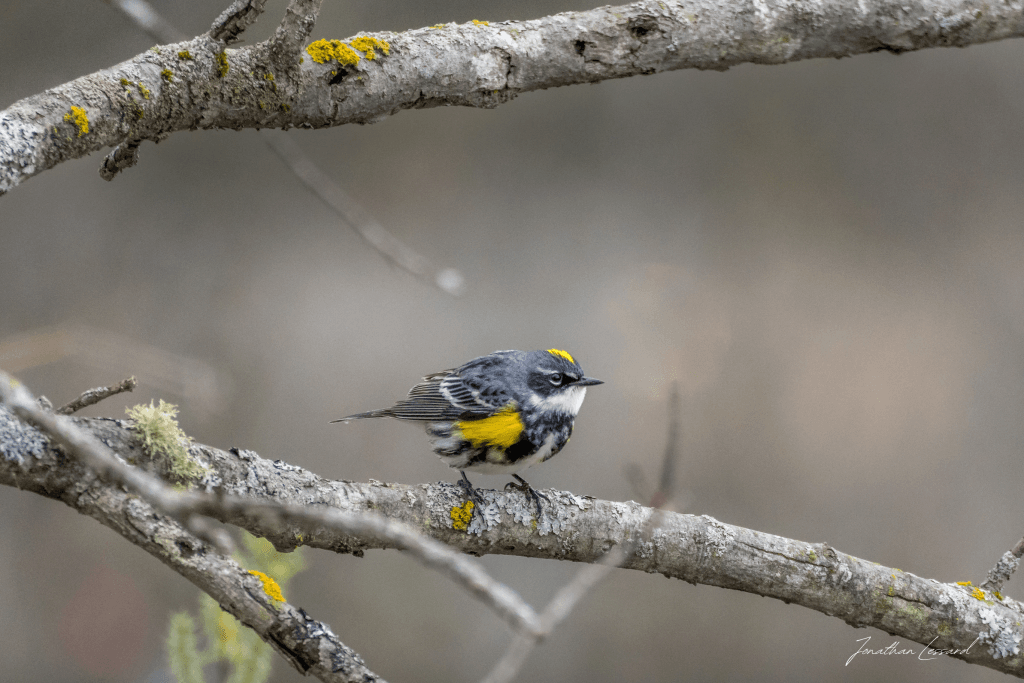 Paruline a croupion Jaune